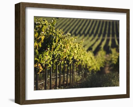 Vineyard, Napa, Napa Valley, California, USA-Walter Bibikow-Framed Photographic Print