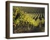 Vineyard, Napa, Napa Valley, California, USA-Walter Bibikow-Framed Photographic Print