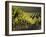 Vineyard, Napa, Napa Valley, California, USA-Walter Bibikow-Framed Photographic Print