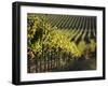 Vineyard, Napa, Napa Valley, California, USA-Walter Bibikow-Framed Photographic Print