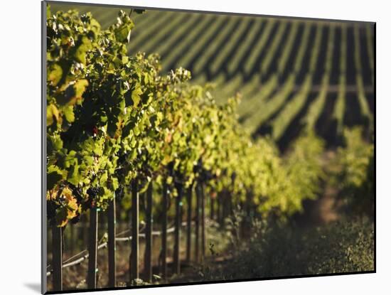 Vineyard, Napa, Napa Valley, California, USA-Walter Bibikow-Mounted Photographic Print