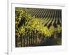 Vineyard, Napa, Napa Valley, California, USA-Walter Bibikow-Framed Photographic Print