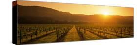 Vineyard, Napa Valley, California, USA-null-Stretched Canvas