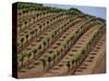 Vineyard, Napa Valley, California, USA-Doug Traverso-Stretched Canvas