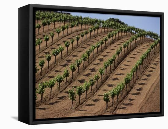 Vineyard, Napa Valley, California, USA-Doug Traverso-Framed Stretched Canvas