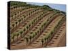Vineyard, Napa Valley, California, USA-Doug Traverso-Stretched Canvas