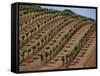 Vineyard, Napa Valley, California, USA-Doug Traverso-Framed Stretched Canvas