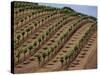 Vineyard, Napa Valley, California, USA-Doug Traverso-Stretched Canvas