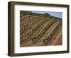 Vineyard, Napa Valley, California, USA-Doug Traverso-Framed Photographic Print