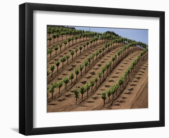 Vineyard, Napa Valley, California, USA-Doug Traverso-Framed Photographic Print