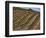 Vineyard, Napa Valley, California, USA-Doug Traverso-Framed Photographic Print