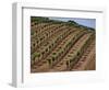 Vineyard, Napa Valley, California, USA-Doug Traverso-Framed Photographic Print