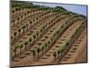 Vineyard, Napa Valley, California, USA-Doug Traverso-Mounted Photographic Print