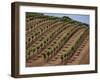 Vineyard, Napa Valley, California, USA-Doug Traverso-Framed Photographic Print