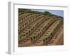 Vineyard, Napa Valley, California, USA-Doug Traverso-Framed Photographic Print