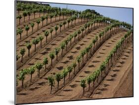 Vineyard, Napa Valley, California, USA-Doug Traverso-Mounted Photographic Print