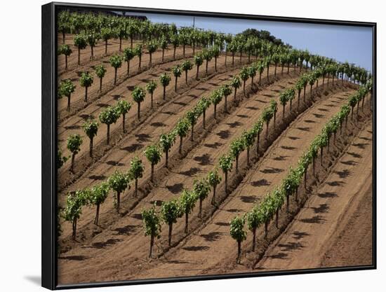 Vineyard, Napa Valley, California, USA-Doug Traverso-Framed Photographic Print