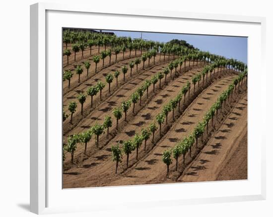 Vineyard, Napa Valley, California, USA-Doug Traverso-Framed Photographic Print