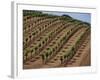 Vineyard, Napa Valley, California, USA-Doug Traverso-Framed Photographic Print