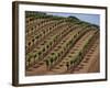 Vineyard, Napa Valley, California, USA-Doug Traverso-Framed Photographic Print