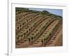 Vineyard, Napa Valley, California, USA-Doug Traverso-Framed Photographic Print