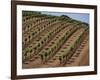 Vineyard, Napa Valley, California, USA-Doug Traverso-Framed Photographic Print