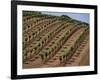 Vineyard, Napa Valley, California, USA-Doug Traverso-Framed Photographic Print