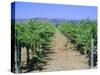Vineyard, Napa Valley, California, USA-Fraser Hall-Stretched Canvas