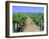 Vineyard, Napa Valley, California, USA-Fraser Hall-Framed Photographic Print