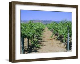 Vineyard, Napa Valley, California, USA-Fraser Hall-Framed Photographic Print