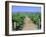 Vineyard, Napa Valley, California, USA-Fraser Hall-Framed Photographic Print