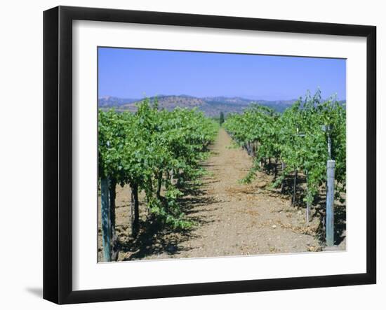 Vineyard, Napa Valley, California, USA-Fraser Hall-Framed Photographic Print