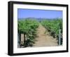 Vineyard, Napa Valley, California, USA-Fraser Hall-Framed Photographic Print