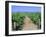 Vineyard, Napa Valley, California, USA-Fraser Hall-Framed Photographic Print