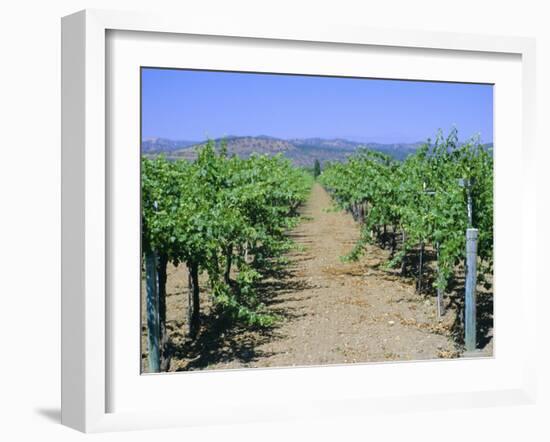 Vineyard, Napa Valley, California, USA-Fraser Hall-Framed Photographic Print