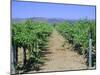 Vineyard, Napa Valley, California, USA-Fraser Hall-Mounted Photographic Print