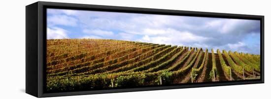 Vineyard, Napa Valley, California, USA-null-Framed Stretched Canvas