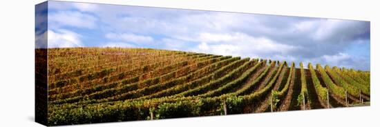 Vineyard, Napa Valley, California, USA-null-Stretched Canvas