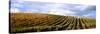 Vineyard, Napa Valley, California, USA-null-Stretched Canvas