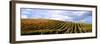 Vineyard, Napa Valley, California, USA-null-Framed Photographic Print