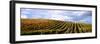 Vineyard, Napa Valley, California, USA-null-Framed Photographic Print