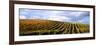 Vineyard, Napa Valley, California, USA-null-Framed Photographic Print