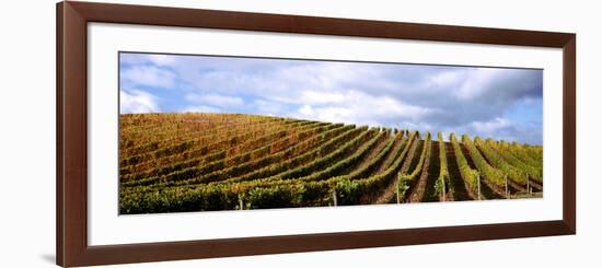 Vineyard, Napa Valley, California, USA-null-Framed Photographic Print