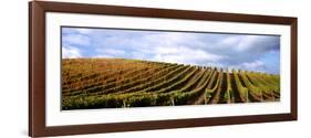 Vineyard, Napa Valley, California, USA-null-Framed Photographic Print