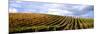 Vineyard, Napa Valley, California, USA-null-Mounted Photographic Print