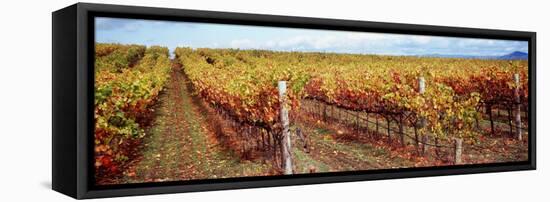 Vineyard, Napa Valley, California, USA-null-Framed Stretched Canvas