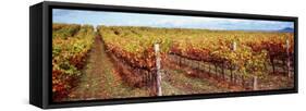 Vineyard, Napa Valley, California, USA-null-Framed Stretched Canvas