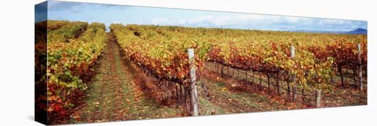 Vineyard, Napa Valley, California, USA-null-Stretched Canvas