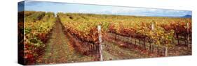 Vineyard, Napa Valley, California, USA-null-Stretched Canvas