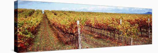 Vineyard, Napa Valley, California, USA-null-Stretched Canvas